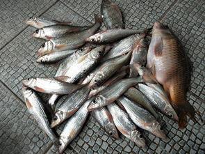 沙沟鱼价最新爆料,市场动态揭秘，价格走势分析